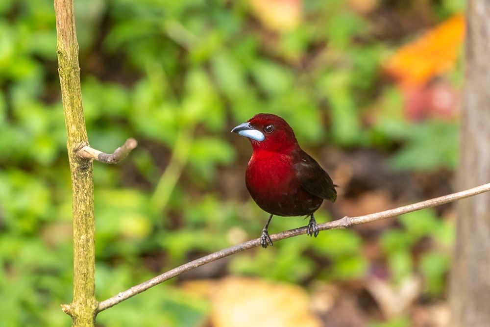 Caribbean-Trinidad-Asa Wright Nature Center Silver-beaked tanager bird on limb